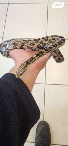 תמונת מודעה - חיות מחמד