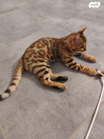 תמונת מודעה - חיות מחמד