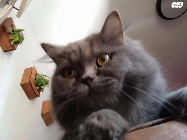 תמונת מודעה - חיות מחמד