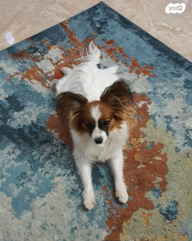 תמונת מודעה - חיות מחמד