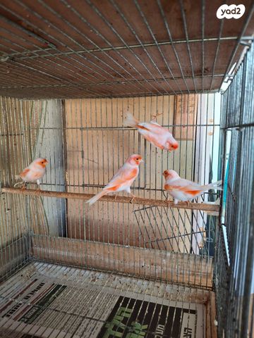 תמונת מודעה - חיות מחמד