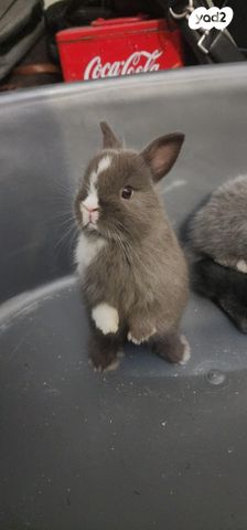 תמונת מודעה - חיות מחמד