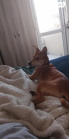 תמונת מודעה - חיות מחמד