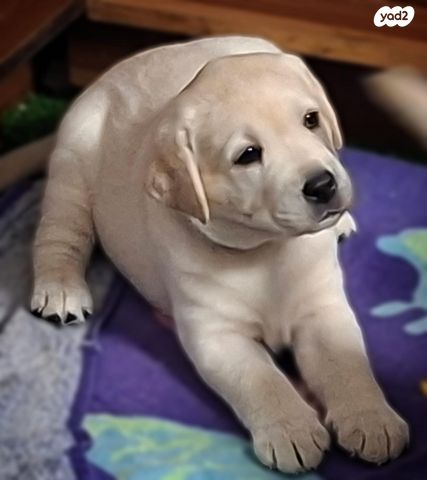 תמונת מודעה - חיות מחמד