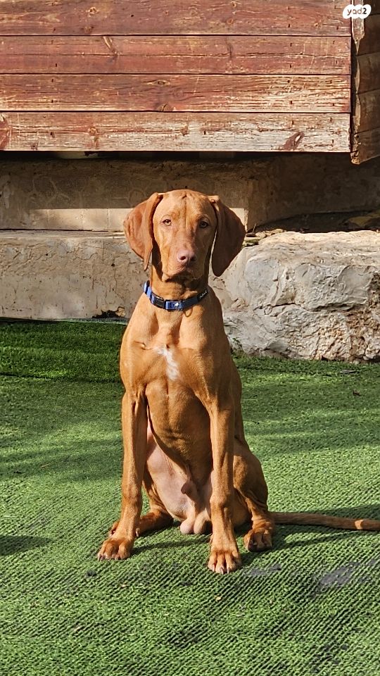 תמונת מודעה - חיות מחמד