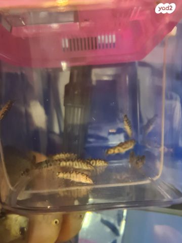 תמונת מודעה - חיות מחמד