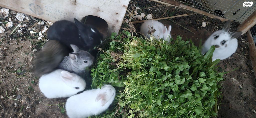 תמונת מודעה - חיות מחמד