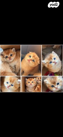 תמונת מודעה - חיות מחמד