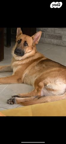 תמונת מודעה - חיות מחמד