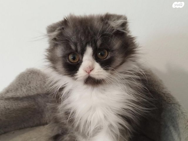 תמונת מודעה - חיות מחמד