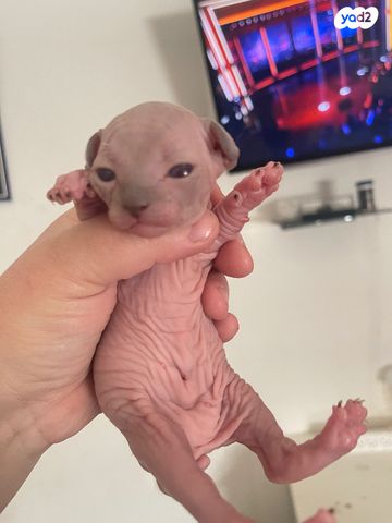 תמונת מודעה - חיות מחמד