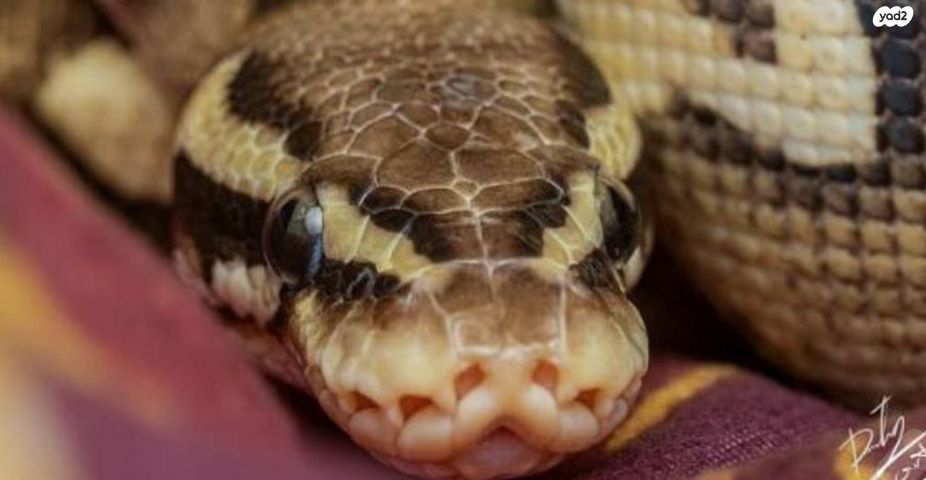 תמונת מודעה - חיות מחמד