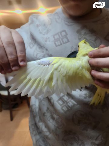 תמונת מודעה - חיות מחמד