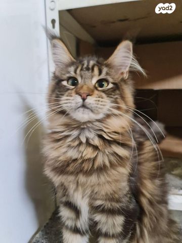 חתול מיין קון