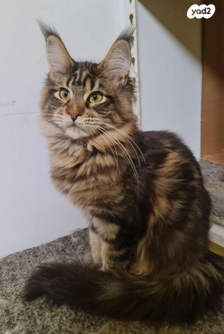 חתול מיין קון