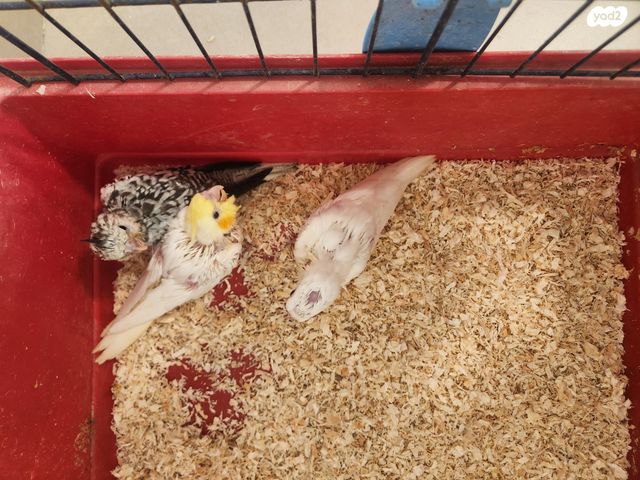 תוכי קוקוטייל