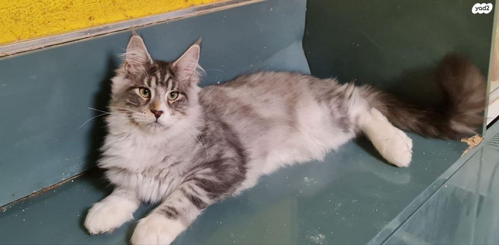 חתול מיין קון