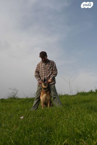 דייהטסו טריוס