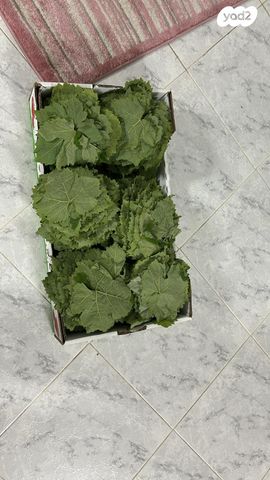 בית פרטי/ קוטג', אחד העם 1, שיכון עובדים, טבריה