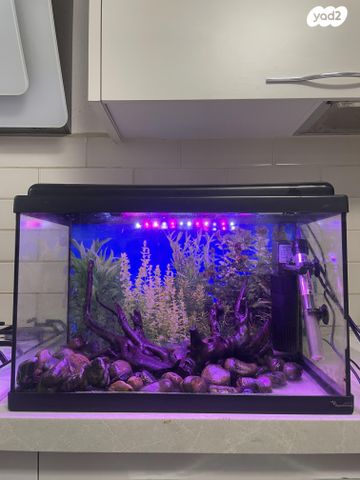 תמונת מודעה - חיות מחמד