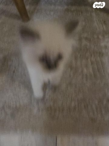 תמונת מודעה - חיות מחמד