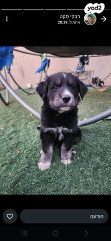 תמונת מודעה - חיות מחמד