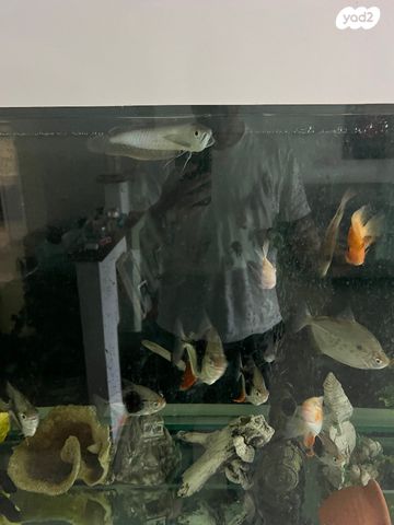 תמונת מודעה - חיות מחמד