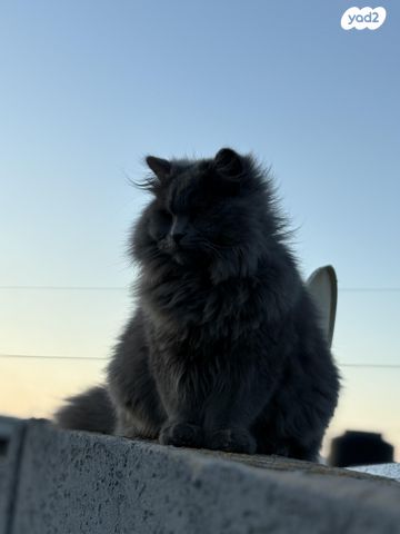 תמונת מודעה - חיות מחמד