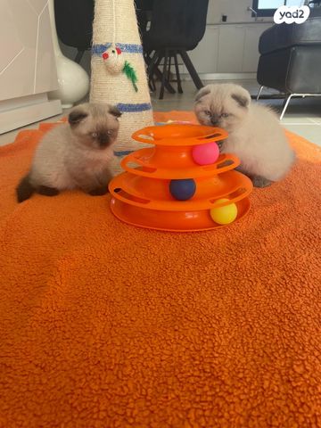 תמונת מודעה - חיות מחמד