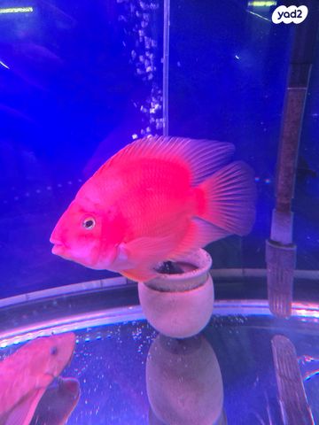 תמונת מודעה - חיות מחמד