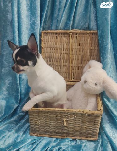 תמונת מודעה - חיות מחמד