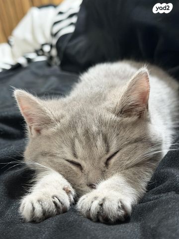 תמונת מודעה - חיות מחמד