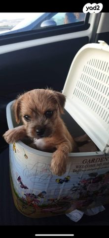 תמונת מודעה - חיות מחמד