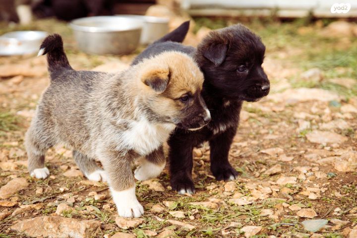תמונת מודעה - חיות מחמד