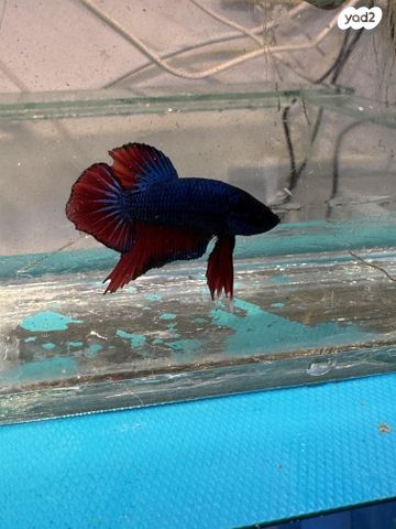 תמונת מודעה - חיות מחמד