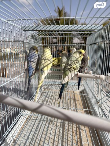 תמונת מודעה - חיות מחמד