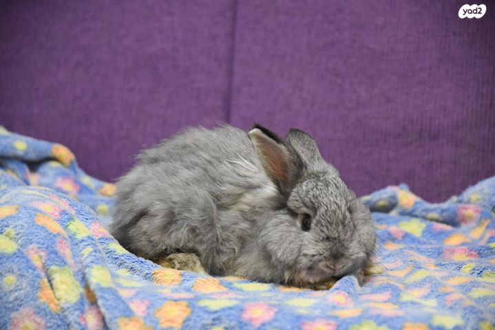 תמונת מודעה - חיות מחמד