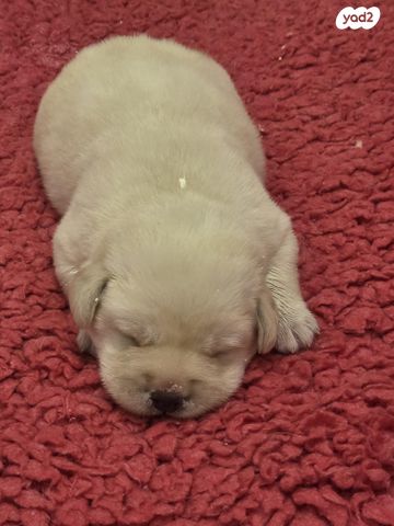 תמונת מודעה - חיות מחמד