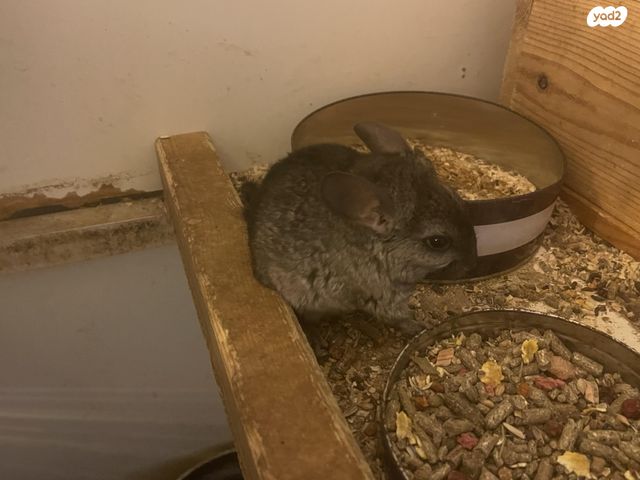 תמונת מודעה - חיות מחמד