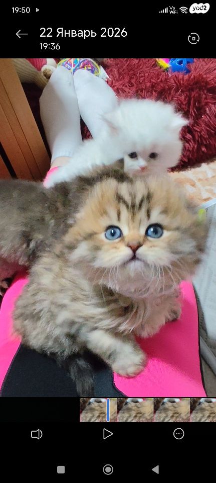 תמונת מודעה - חיות מחמד