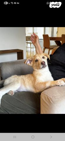 תמונת מודעה - חיות מחמד