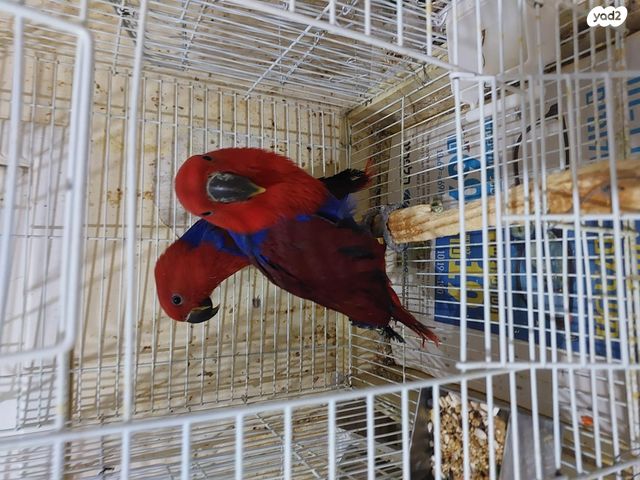 תמונת מודעה - חיות מחמד