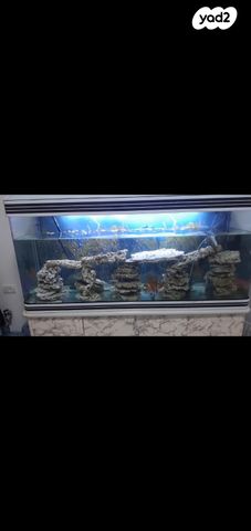 תמונת מודעה - חיות מחמד