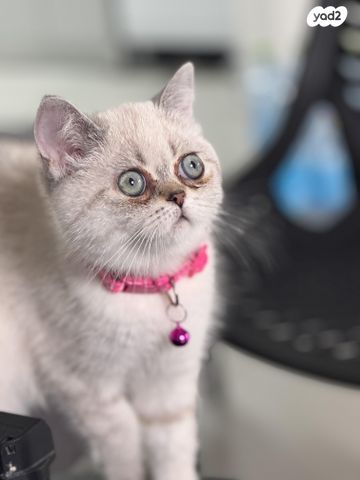 תמונת מודעה - חיות מחמד