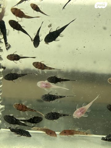 תמונת מודעה - חיות מחמד