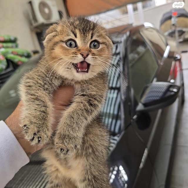 תמונת מודעה - חיות מחמד
