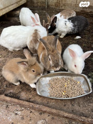 תמונת מודעה - חיות מחמד