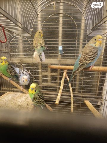 תמונת מודעה - חיות מחמד