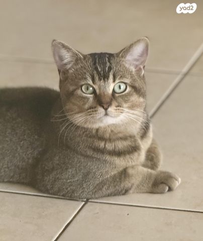 תמונת מודעה - חיות מחמד