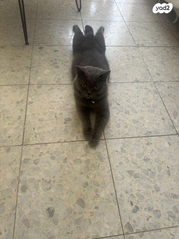 תמונת מודעה - חיות מחמד